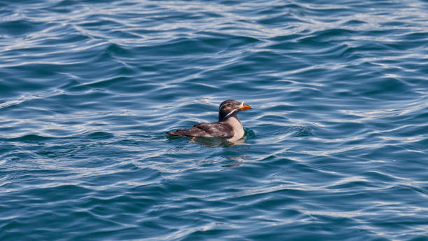 A single Rhinoceros Auklet swimming in the saltwater with ripples.