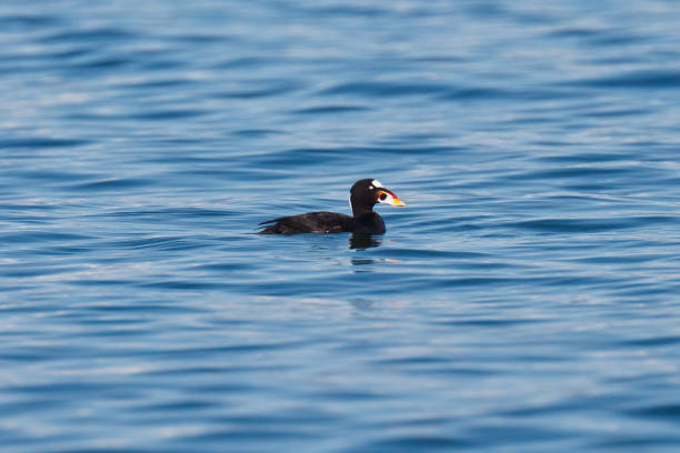 istock Surf Scoter on the water 855283982