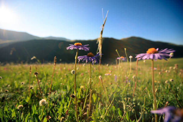 istock beautiful flowers in grassland mountains top 855287772