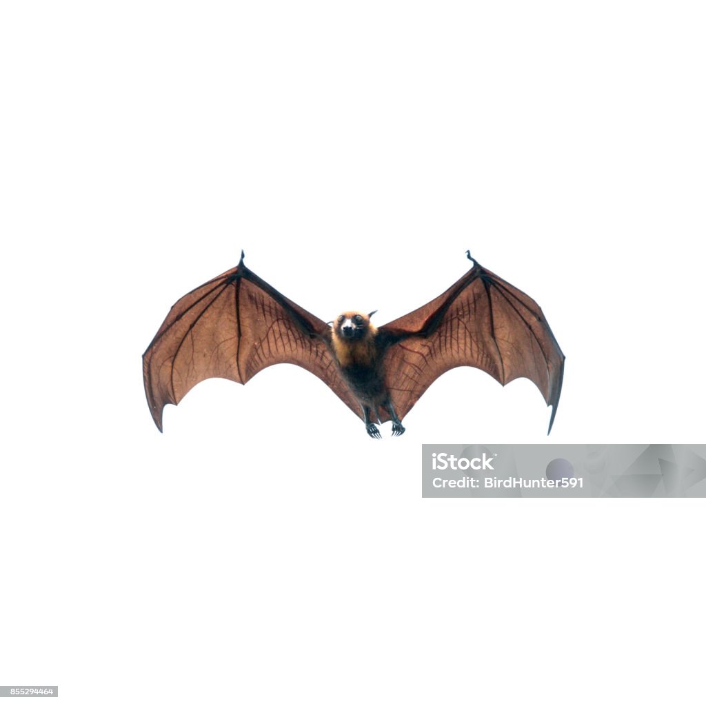 Bat flying Bat flying isolated on white background Bat - Animal Stock Photo