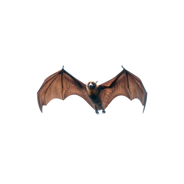 Bat flying Bat flying isolated on white background bat animal photos stock pictures, royalty-free photos & images