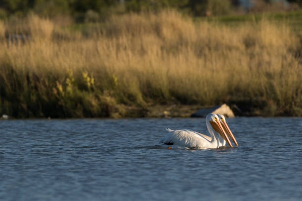 istock White american pelican 855297602
