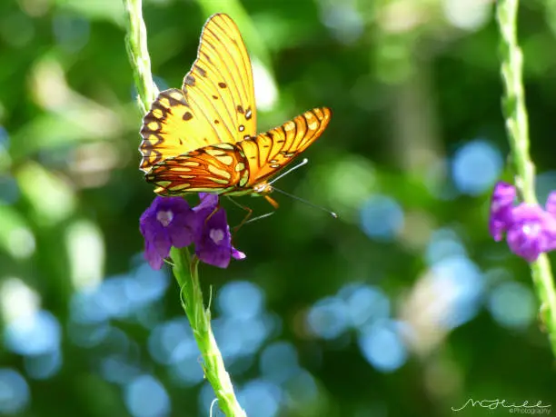Passion Butterfly resting on purple flower
