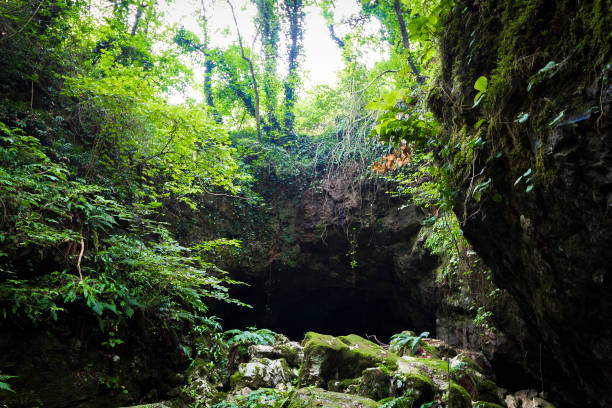 вход в пещеру - cave bear стоковые фото и изображения