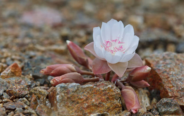 White Bitterroot Flower White bitterroot blossom with surrounding buds and rocks. lewisia rediviva stock pictures, royalty-free photos & images