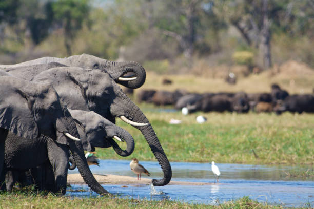 elephants driniking stock photo