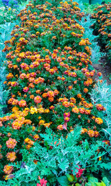 istock Bed with garden flowers in autumn 855310028