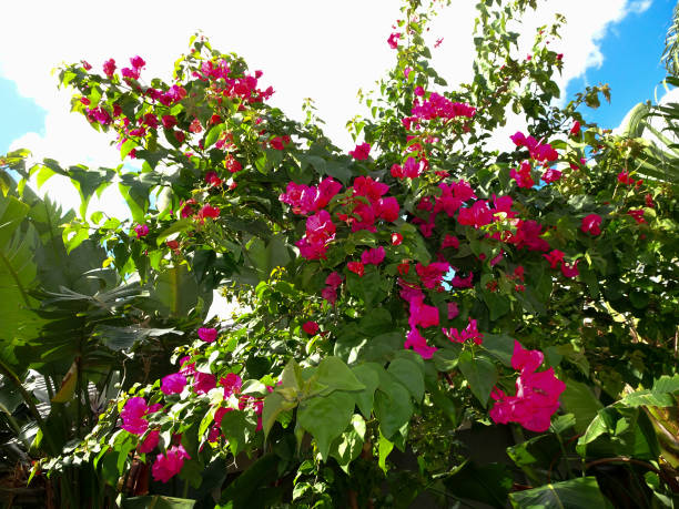 istock pink tropical flowers on a bush against blue sky 855310164