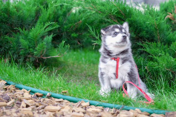 istock Cute little siberian husky puppy in grass 855310912