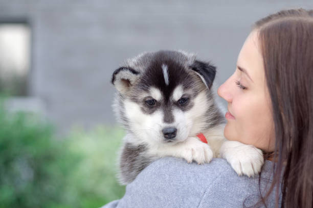 istock Smiling woman holding cute husky puppy 855312954