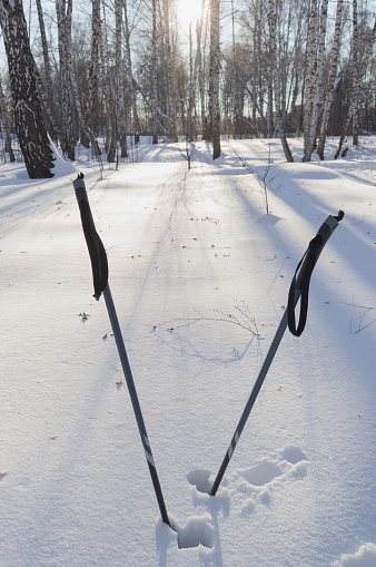 ski poles in winter forest