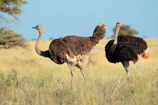 istock Two ostriches in natural habitat 855313986