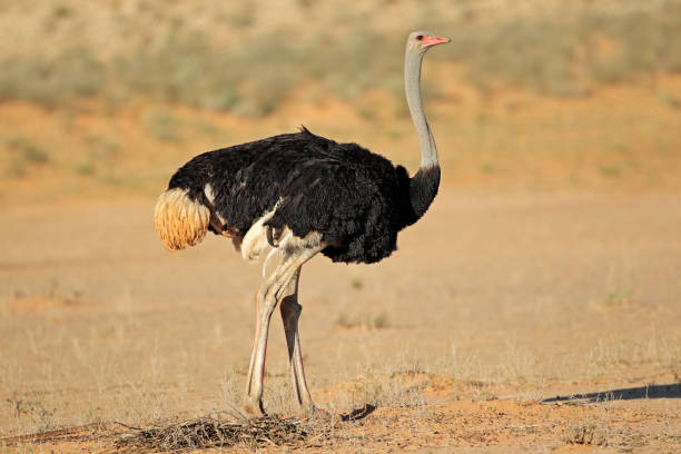 istock Male Ostrich in natural habitat 855313988