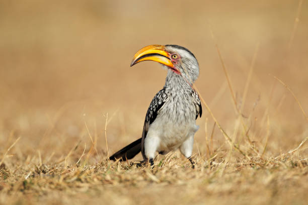 Yellow-billed hornbill sitting on the ground