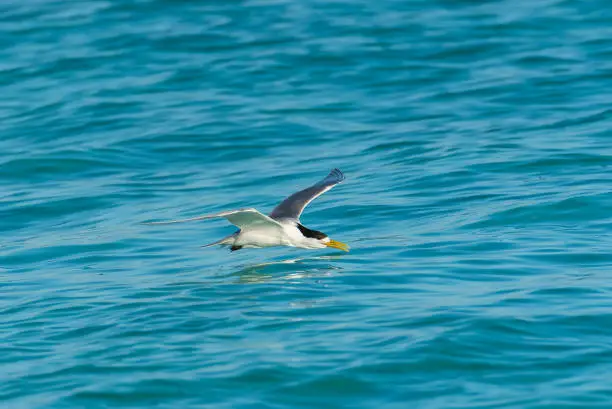 Bridled Tern, Onychoprion anaethetus, bird diving in the lagoon in French Polynesia, fishing