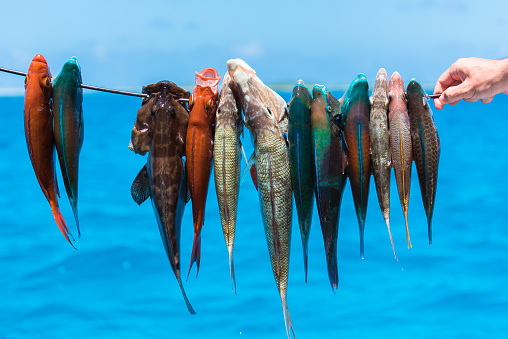 Harpoon fishing in French Polynesia, colorful fishes, parrot fishes on the arrow