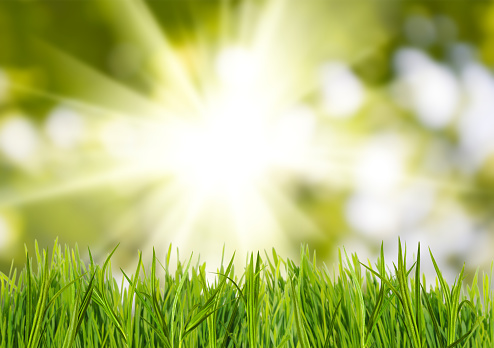 image of grass on sun background close up