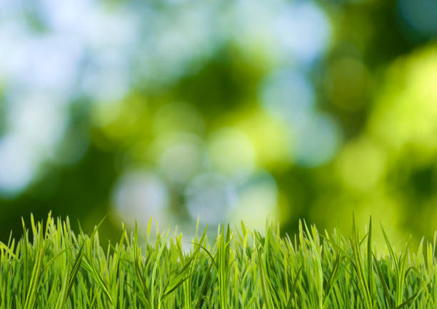 istock image of grass on green background closeup 855314972