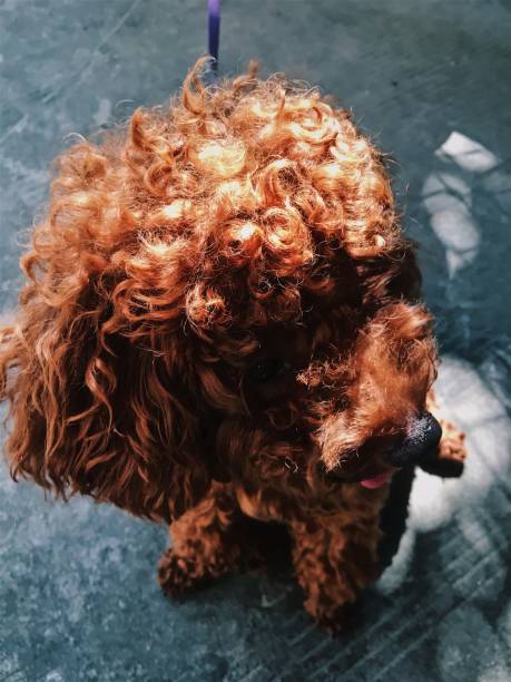 istock Brown cute poodle puppy . 855317450