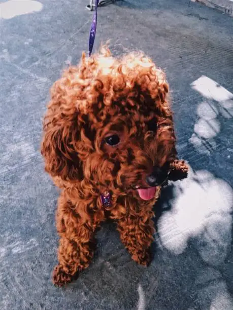 Brown cute poodle puppy sitting on the ground and looking up. Close-up of brown funny poodle head.