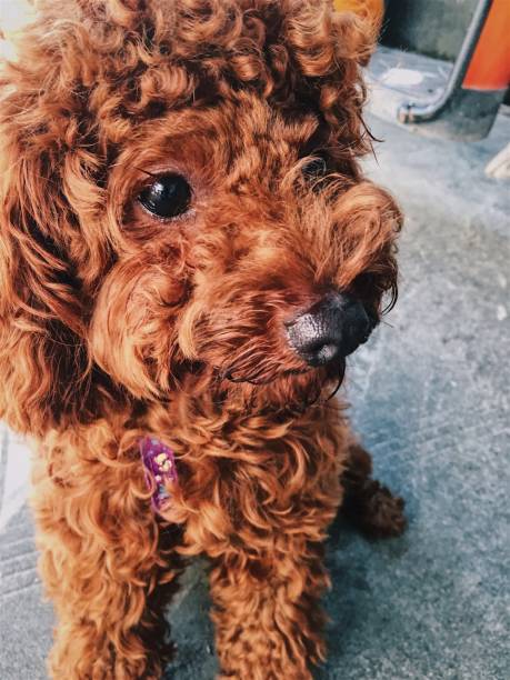 istock Brown cute poodle puppy . 855317518
