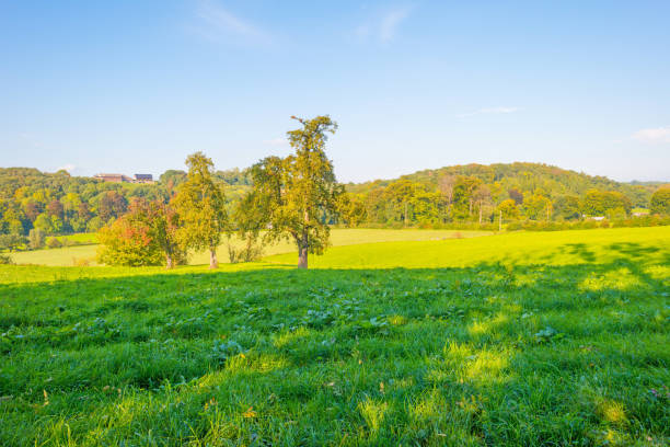 istock Panorama of a green meadow on a hill in sunlight at fall 855317530