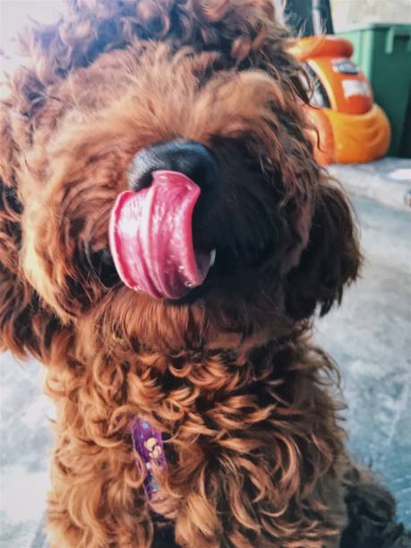 istock Brown cute poodle puppy . 855317580