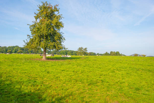 istock Panorama of a green meadow on a hill in sunlight at fall 855317596