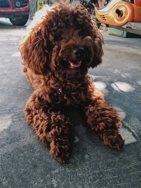 Brown cute poodle puppy .