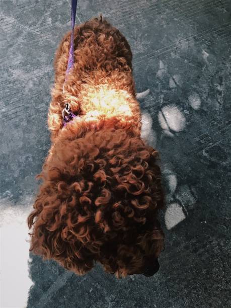 Brown cute poodle puppy .