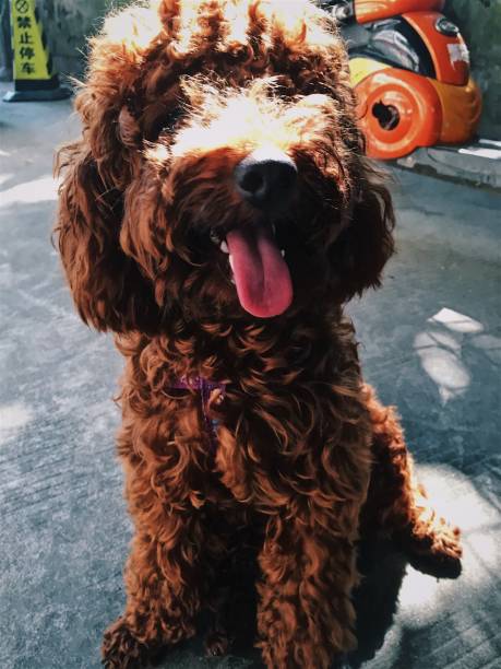 istock Brown cute poodle puppy . 855317674