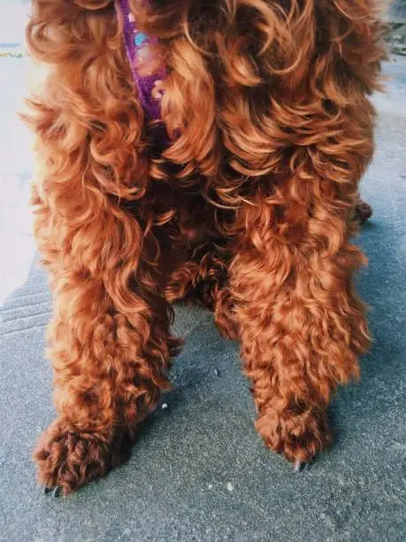 Brown cute poodle puppy sitting on the ground and looking up. Close-up of brown funny poodle head.