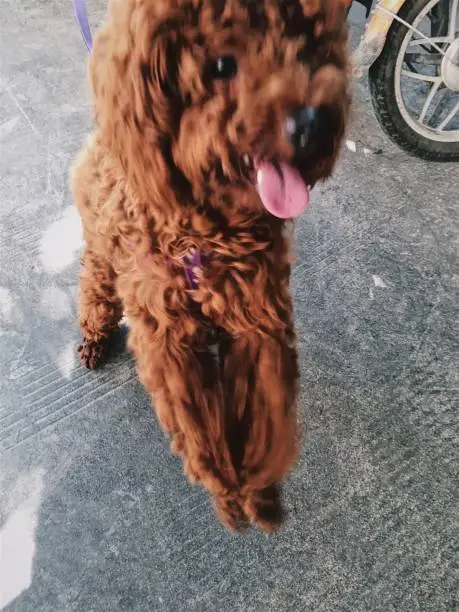 Brown cute poodle puppy sitting on the ground and looking up. Close-up of brown funny poodle head.