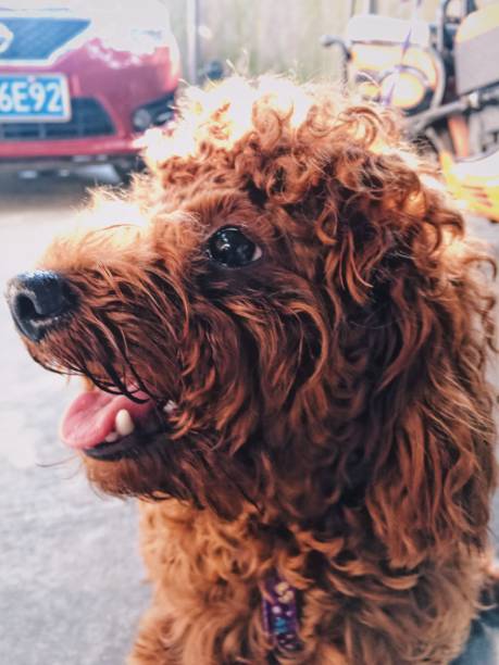 istock Brown cute poodle puppy . 855317790