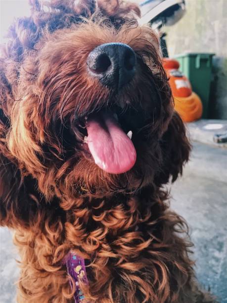 istock Brown cute poodle puppy . 855317842