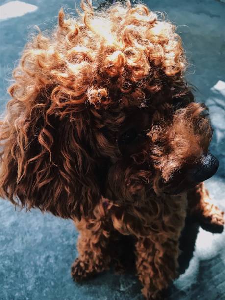 istock Brown cute poodle puppy . 855317860