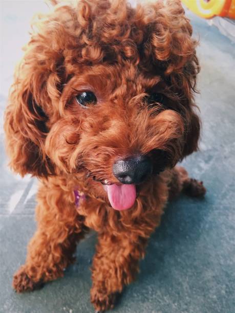 istock Brown cute poodle puppy . 855317862