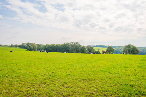 istock Panorama of a green meadow on a hill in sunlight at fall 855318272