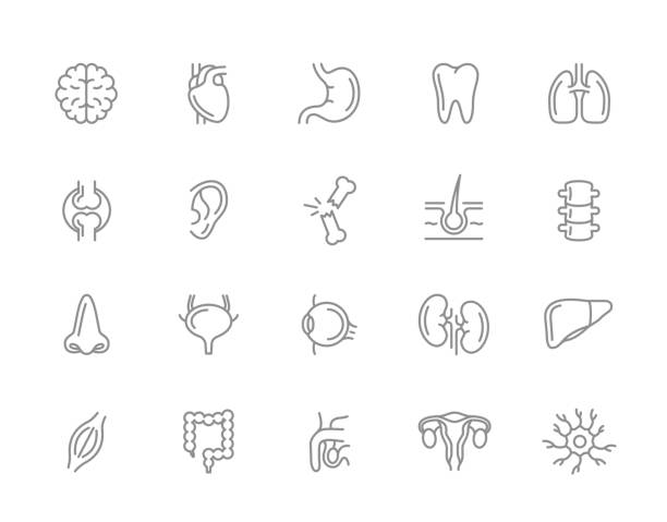 Set of vector anatomy and organs line icons. Neuron, penis, uterus, intestine, muscle, nose, bladder, eye, liver, kidney, heart, brain, stomach, tooth, lung, joint, ear, bone, hair, backbone and more. Vector symbol or icon design element for companies phallic object stock illustrations