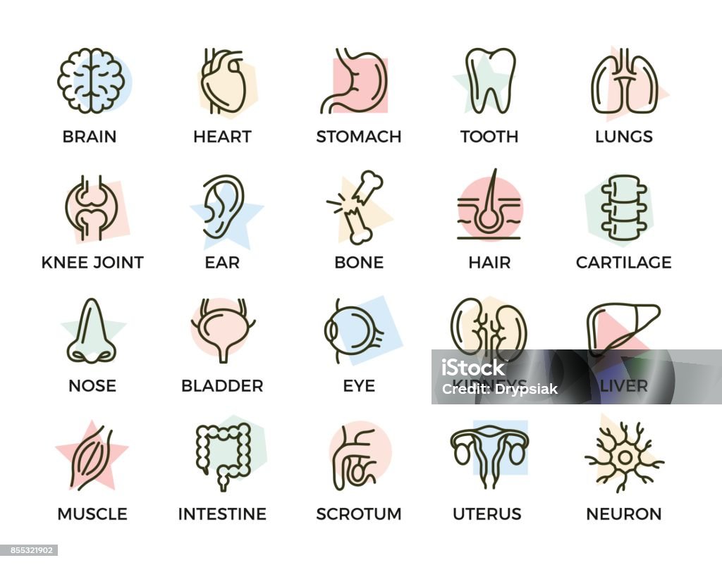 Set di anatomia vettoriale e organi icone di linea colorate con titoli. Neurone, pene, utero, intestino, muscolo, naso, vescica, occhio, fegato, rene, cuore, cervello, stomaco, dente, polmone, articolazione, orecchio, osso, capelli, spina dorsale e altro a - arte vettoriale royalty-free di Icona