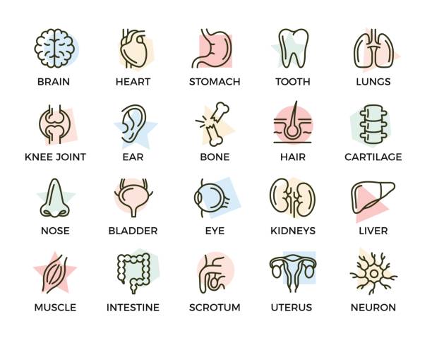 ilustrações, clipart, desenhos animados e ícones de conjunto de ícones de linha colorida anatomia e órgãos vector com títulos. neurônio, pênis, útero, intestino, músculo, nariz, bexiga, olhos, fígado, rim, coração, cérebro, estômago, dente, pulmão, articulação, orelha, osso, cabelo, espinha dorsal e mais. - órgão interno humano