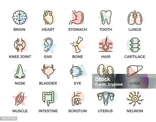 Set Of Vector Anatomy And Organs Colored Line Icons With Titles Neuron Penis Uterus Intestine Muscle Nose Bladder Eye Liver Kidney Heart Brain Stomach Tooth Lung Joint Ear Bone Hair Backbone And More Stock Illustration - Download Image Now