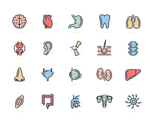 Set of vector anatomy and organs colored line icons. Neuron, penis, uterus, intestine, muscle, nose, bladder, eye, liver, kidney, heart, brain, stomach, tooth, lung, joint, ear, bone, hair, backbone and more. Vector symbol or icon design element for companies phallic object stock illustrations