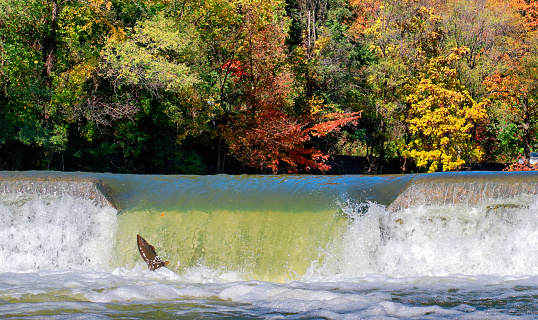Salmon fish trying to jump to upstream breeding water in Humber River, Toronto, Canada in autumn