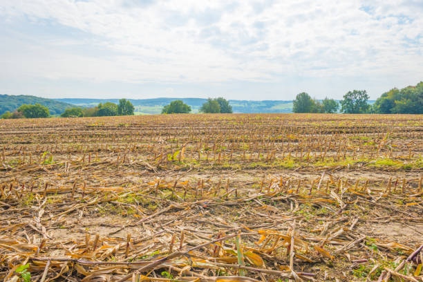 istock Harvested field in sunlight below a blue sky in autumn 855322744