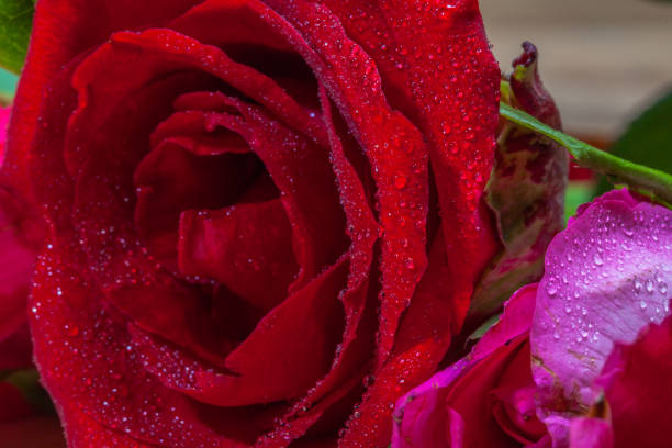 istock drops of water stick on rose petal 855326412