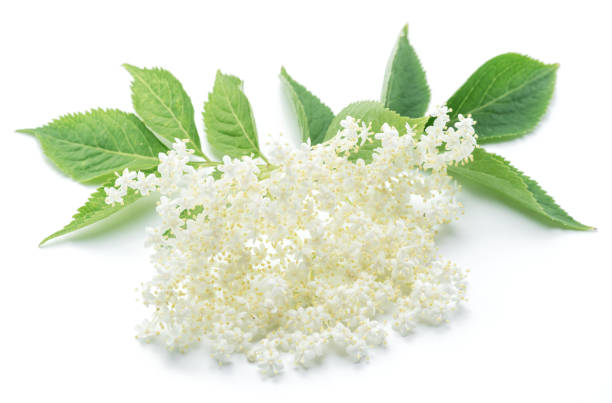 istock Elderberry flowers on the white background. 855326918