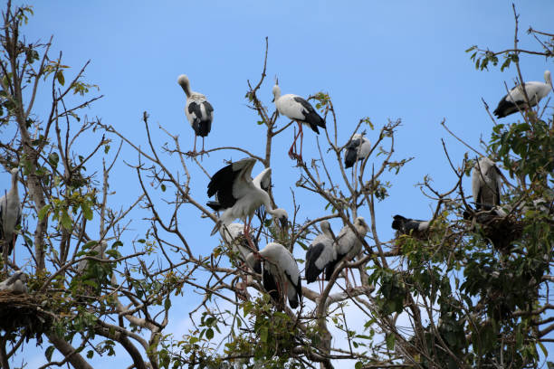 istock Flock of open billed stork bird perch and winged at the tree on blue sky and white cloud background. 855333414