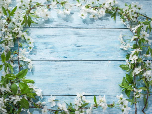 istock Blooming cherry twig over old wooden table. 855333914