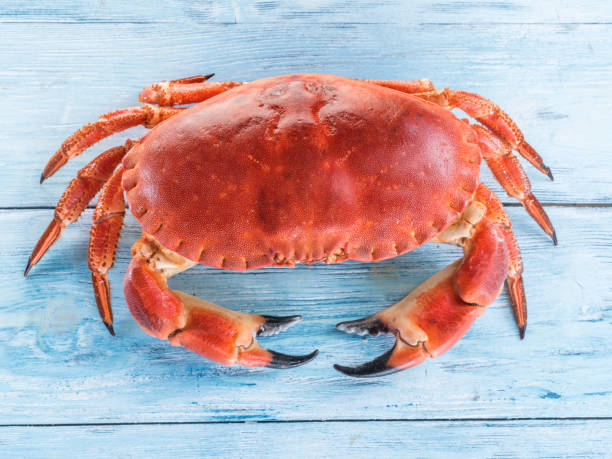 istock Cooked brown crab or edible crab isolated on the blue wooden table. 855334318